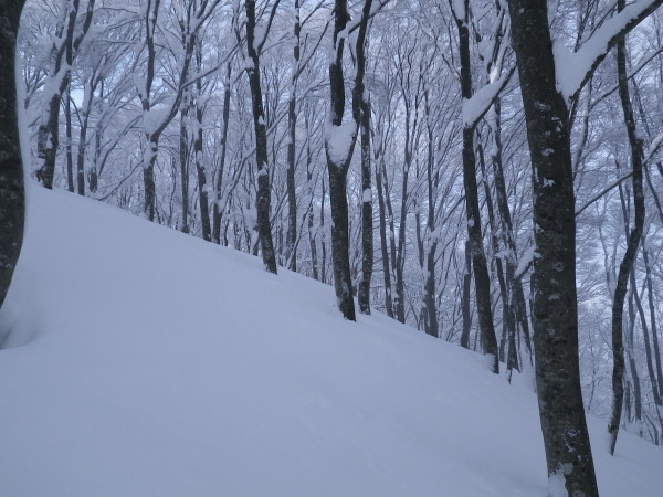 ブナ林の急斜面は激パウ。