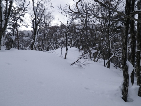 尾根上のヤブが積雪で随分と隠れ、登高しやすくなった。
