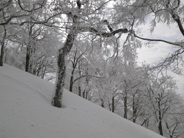 県境尾根手前の霧氷。