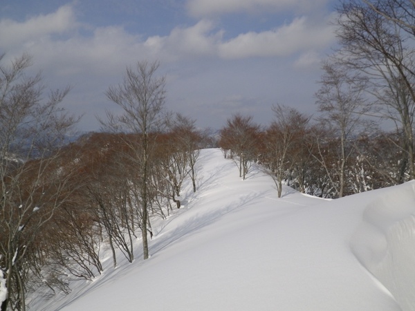 橋立尾根、日当りの良い切り開きを滑降する。