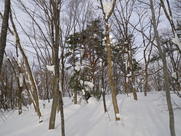 774mPあたりから尾根上にはマツが混じる。