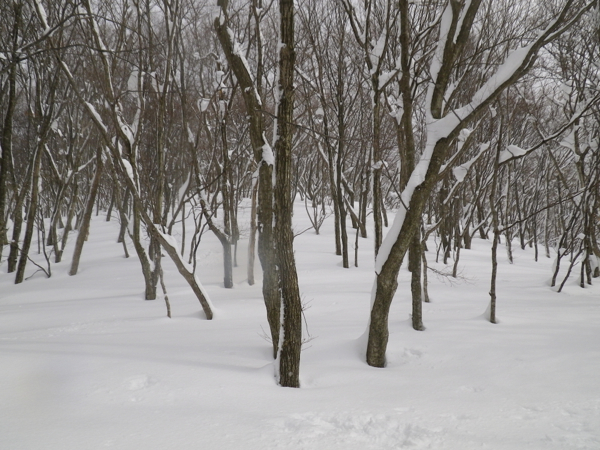 尾根下部はヤブっぽいが十分滑降可能。