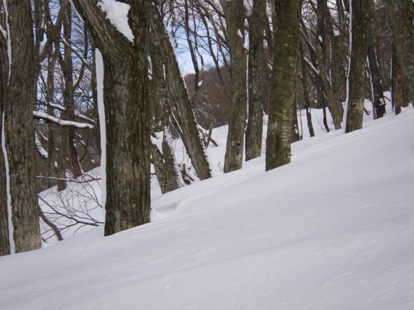 尾根の途中でウサギを見つけた。わかる？