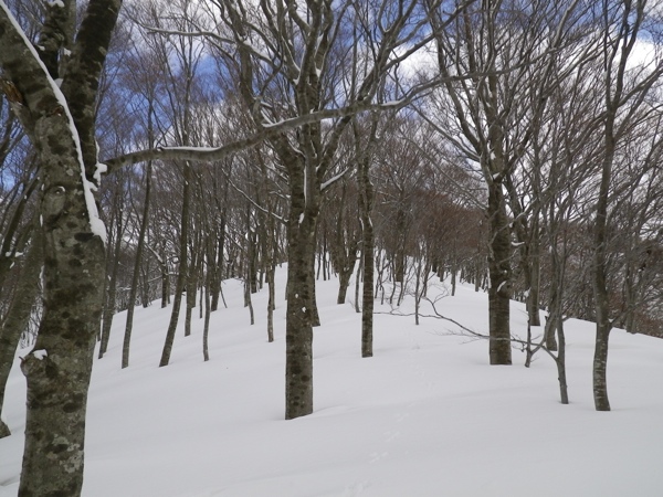 気持ちの良いブナ林を登る。