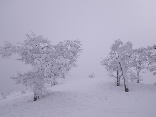 山頂付近の霧氷。