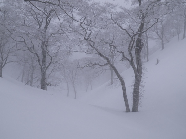 奥揖斐・三周ヶ岳、金ヶ丸谷源頭はパウダー天国でした。