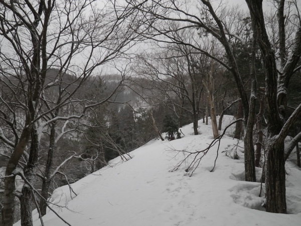 450m付近、ヤブ、やせ尾根で滑降困難。