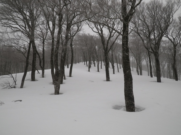 880m付近、スキーのためにあるような斜面。