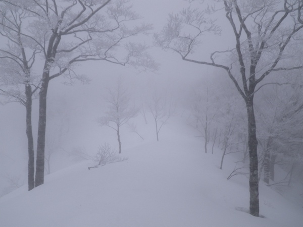 県境尾根直下の登り。