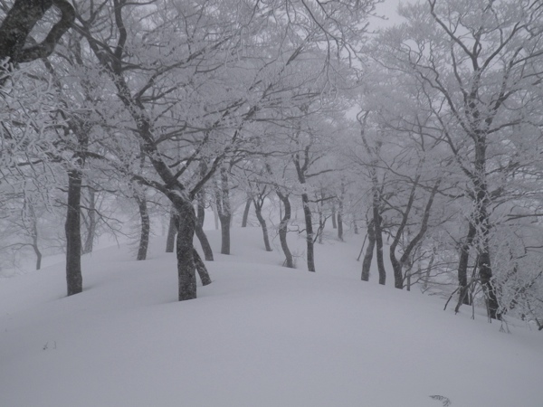 県境尾根、1144mP付近。ブナの霧氷のブロムナード。