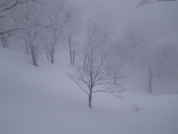 金ヶ丸谷のパウダー斜面。