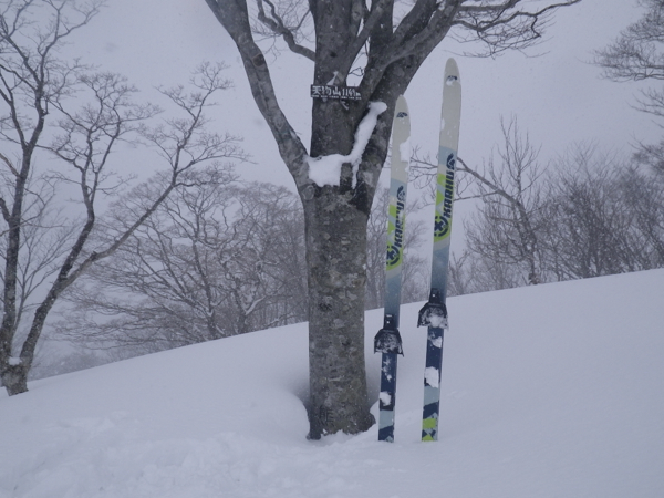 奥揖斐・天狗山東尾根の上部は滑降向きの素晴らしい斜面でした。今度は雪が良いときに是非また訪れたいです。